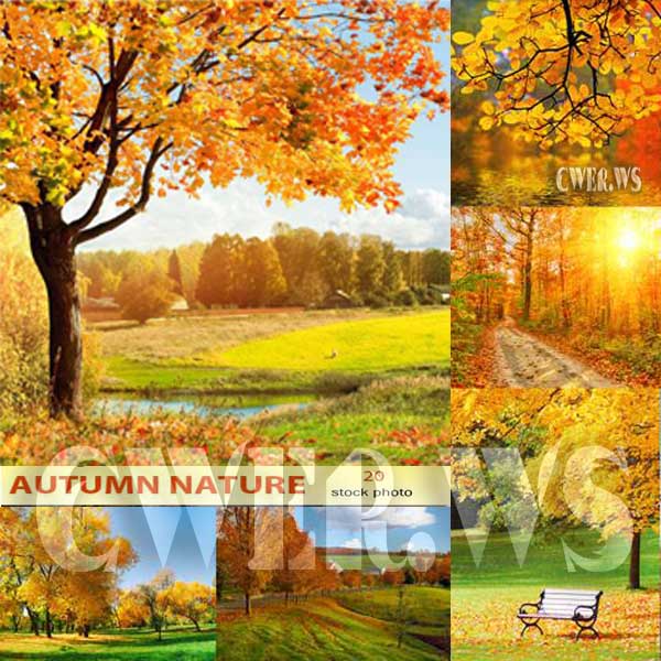 UHQ Stock Photo. Autumn nature