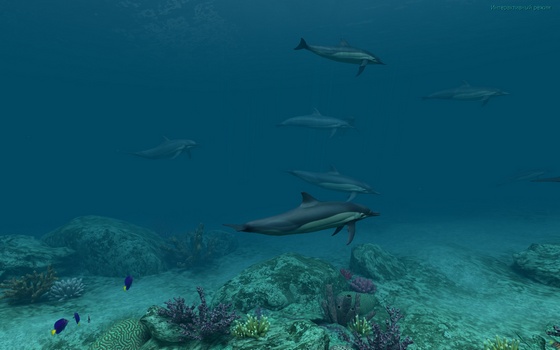 Dolphins 3D Screensaver