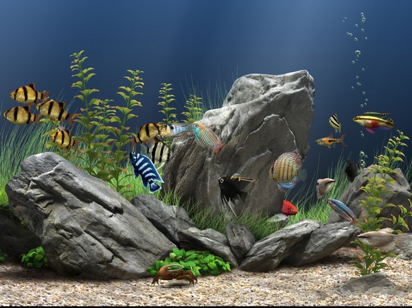 Dream Aquarium